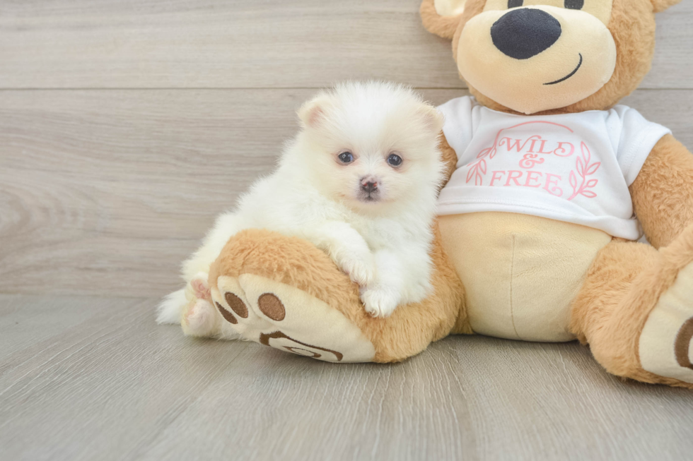 Pomeranian Puppy for Adoption
