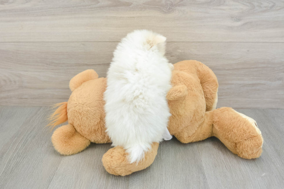 Popular Pomeranian Baby