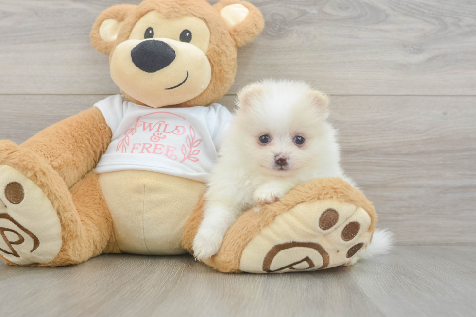 Pomeranian Pup Being Cute