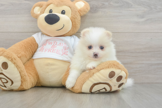 Pomeranian Pup Being Cute