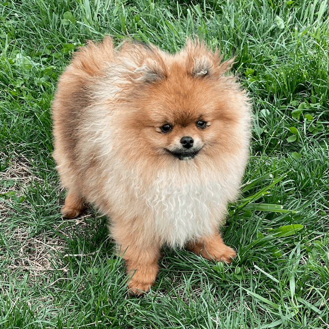 Pomeranian Puppy For Sale - Premier Pups