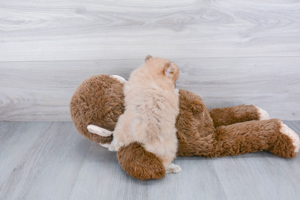 Pomeranian Puppy for Adoption