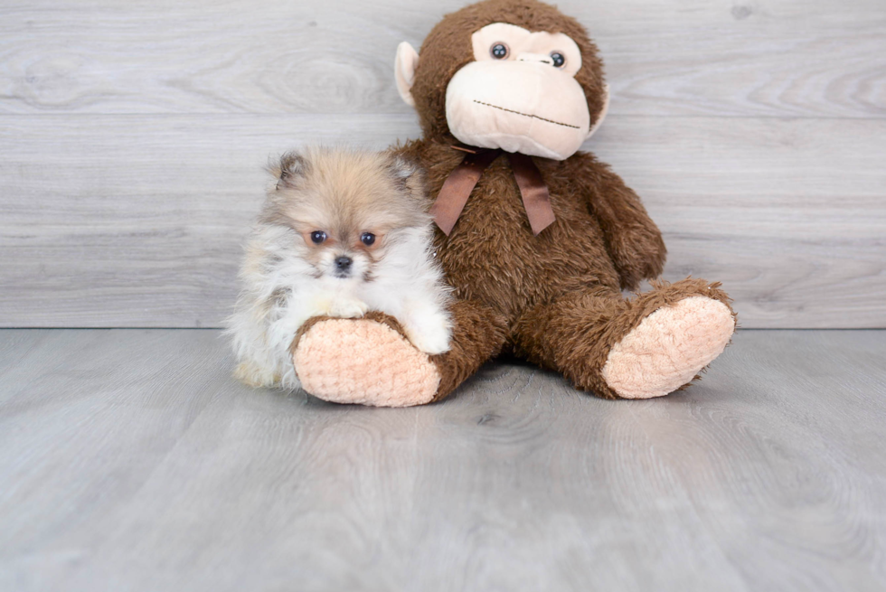 Pomeranian Pup Being Cute