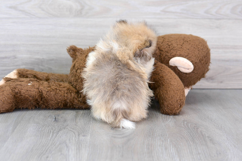 Popular Pomeranian Baby