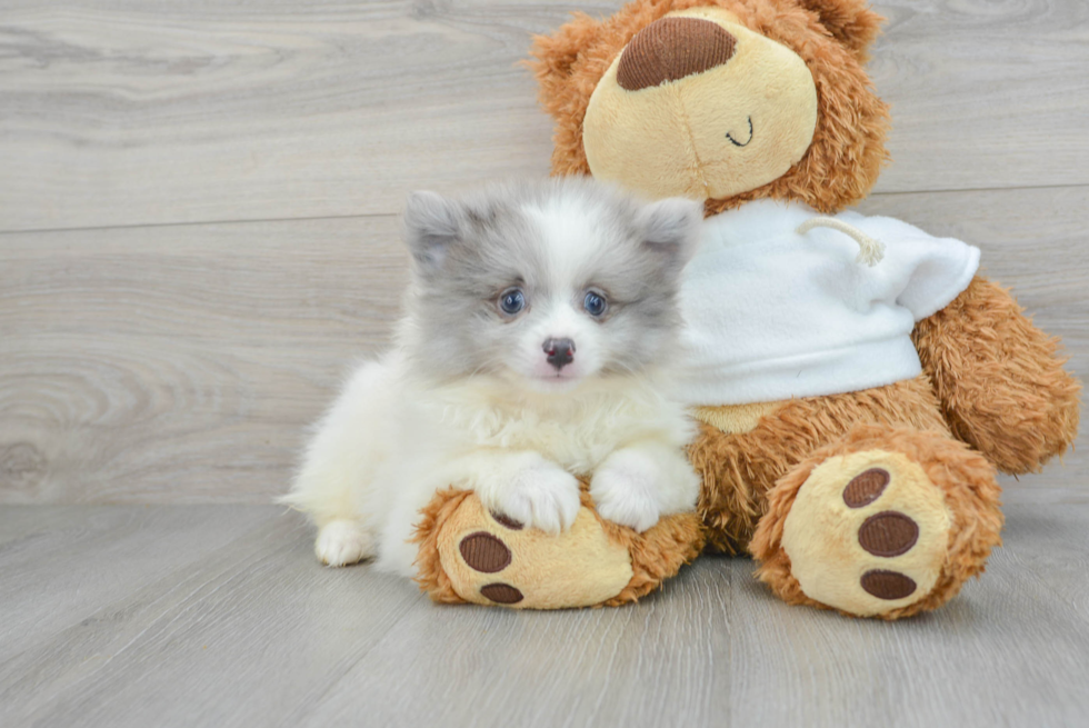 Pomeranian Pup Being Cute