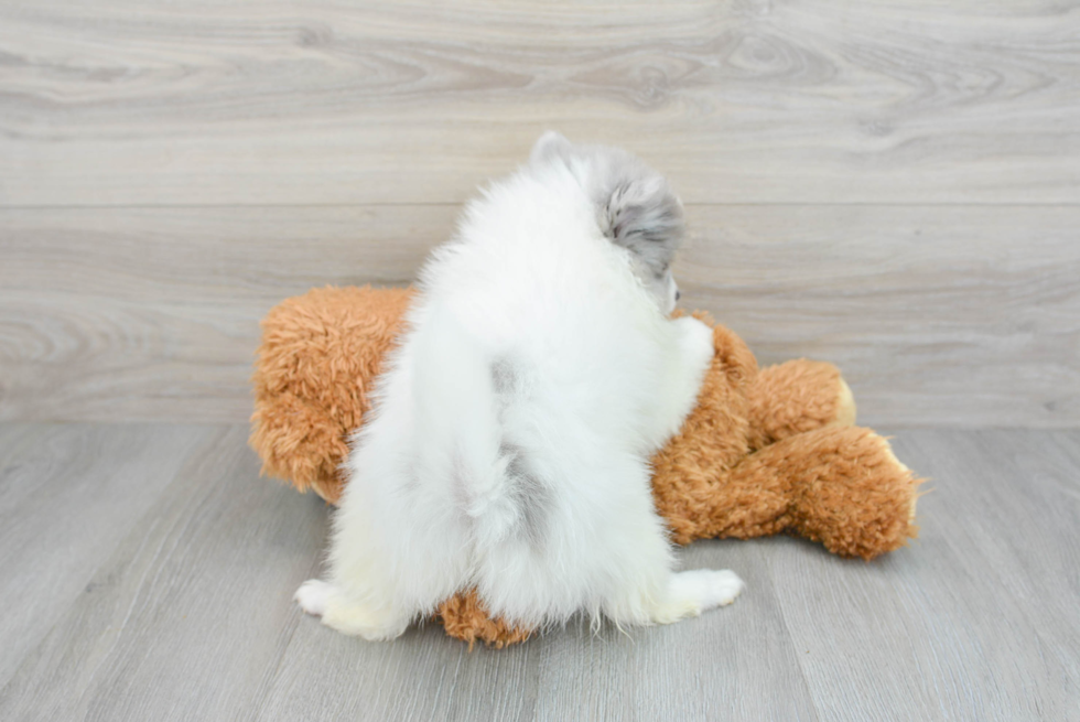 Pomeranian Pup Being Cute