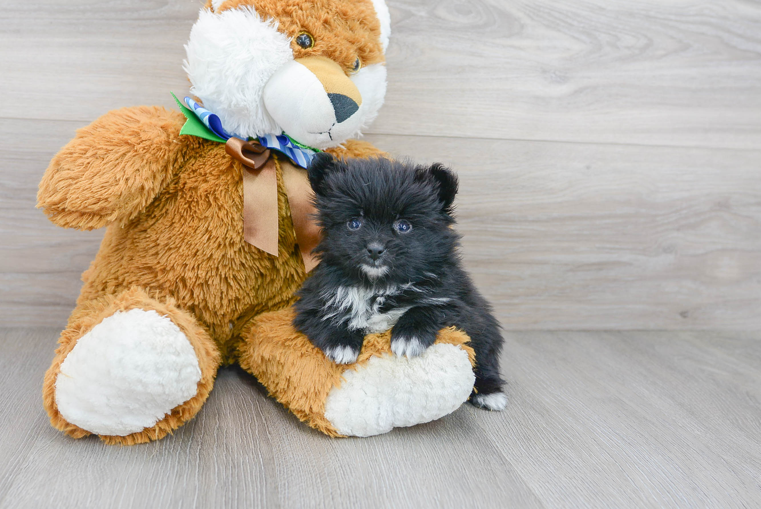 Playful Pomeranian Baby