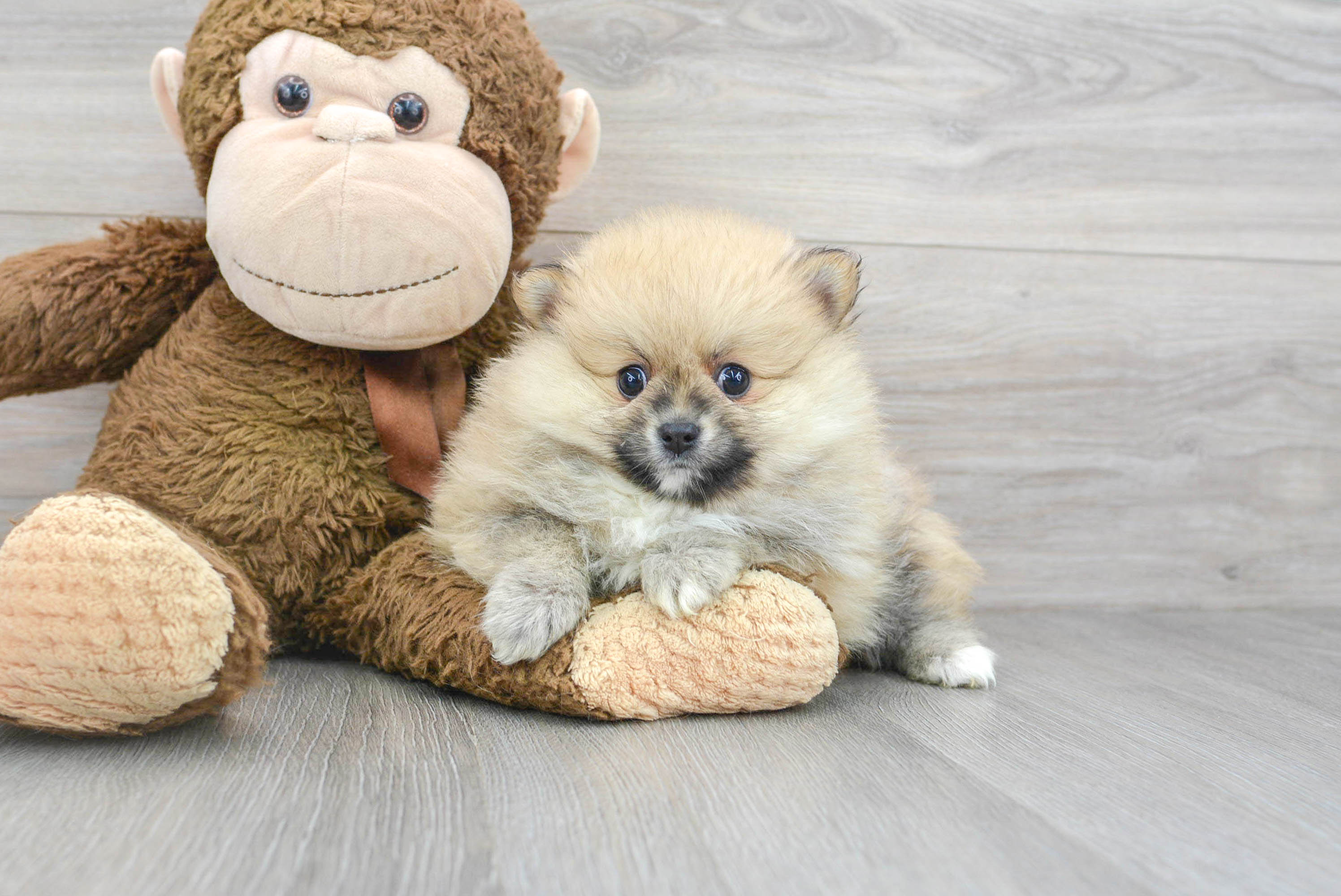 Pomeranian Puppy for Adoption
