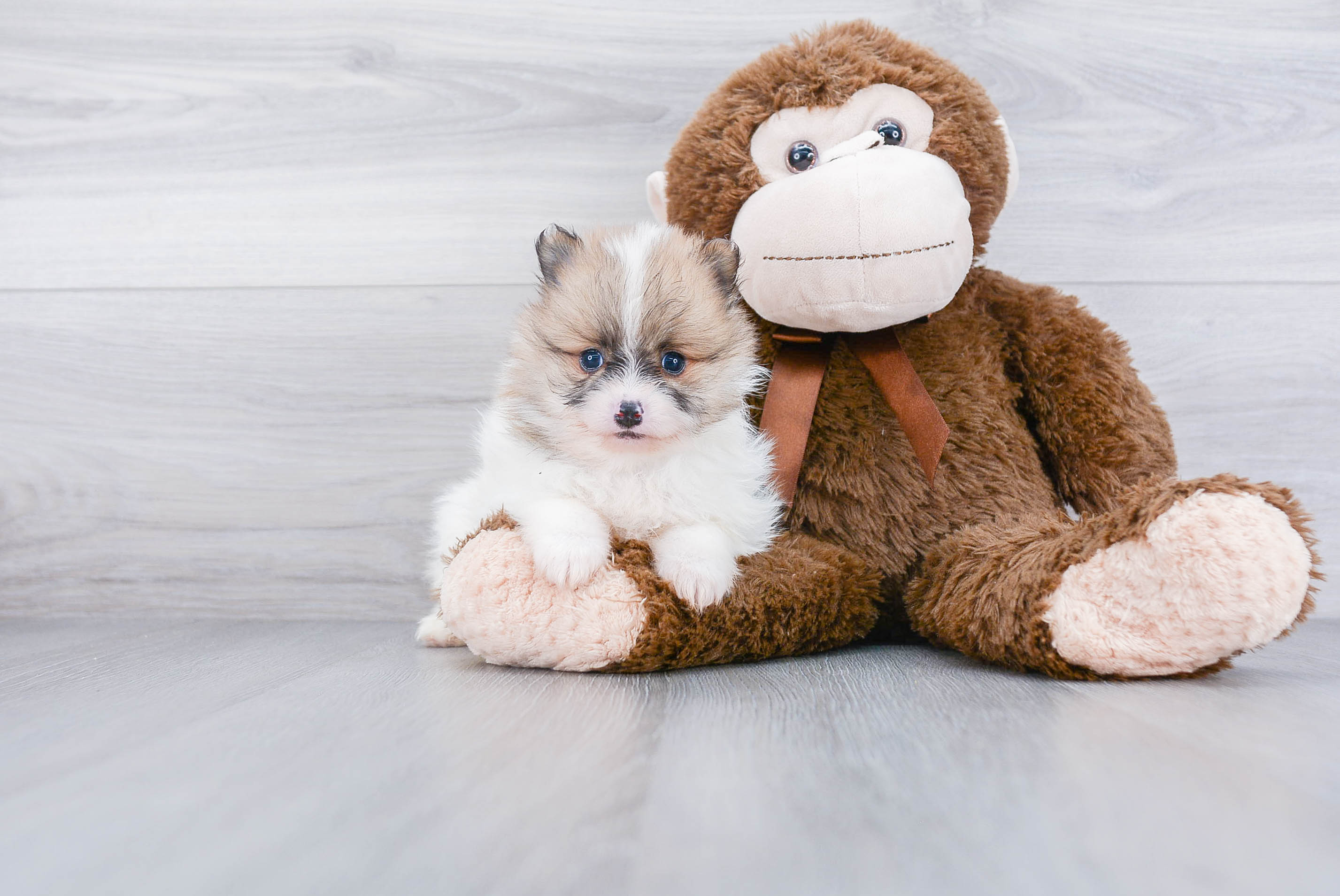 Popular Pomeranian Baby