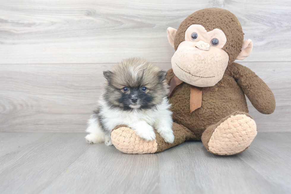 Pomeranian Puppy for Adoption