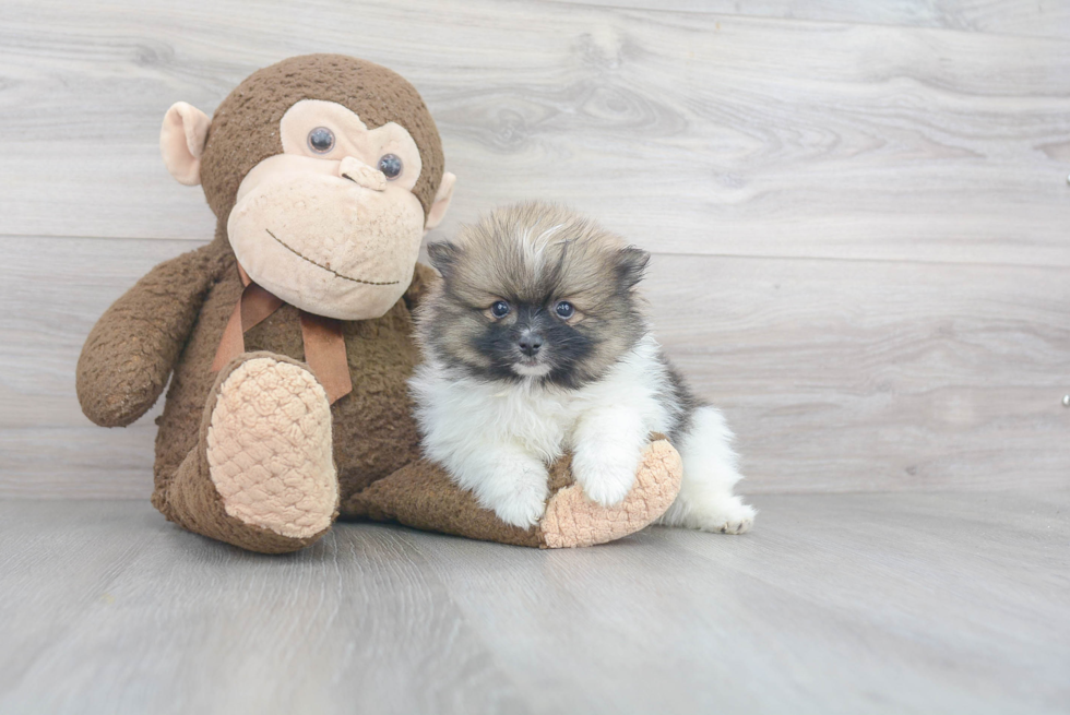 Popular Pomeranian Baby