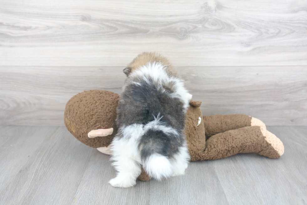 Pomeranian Puppy for Adoption
