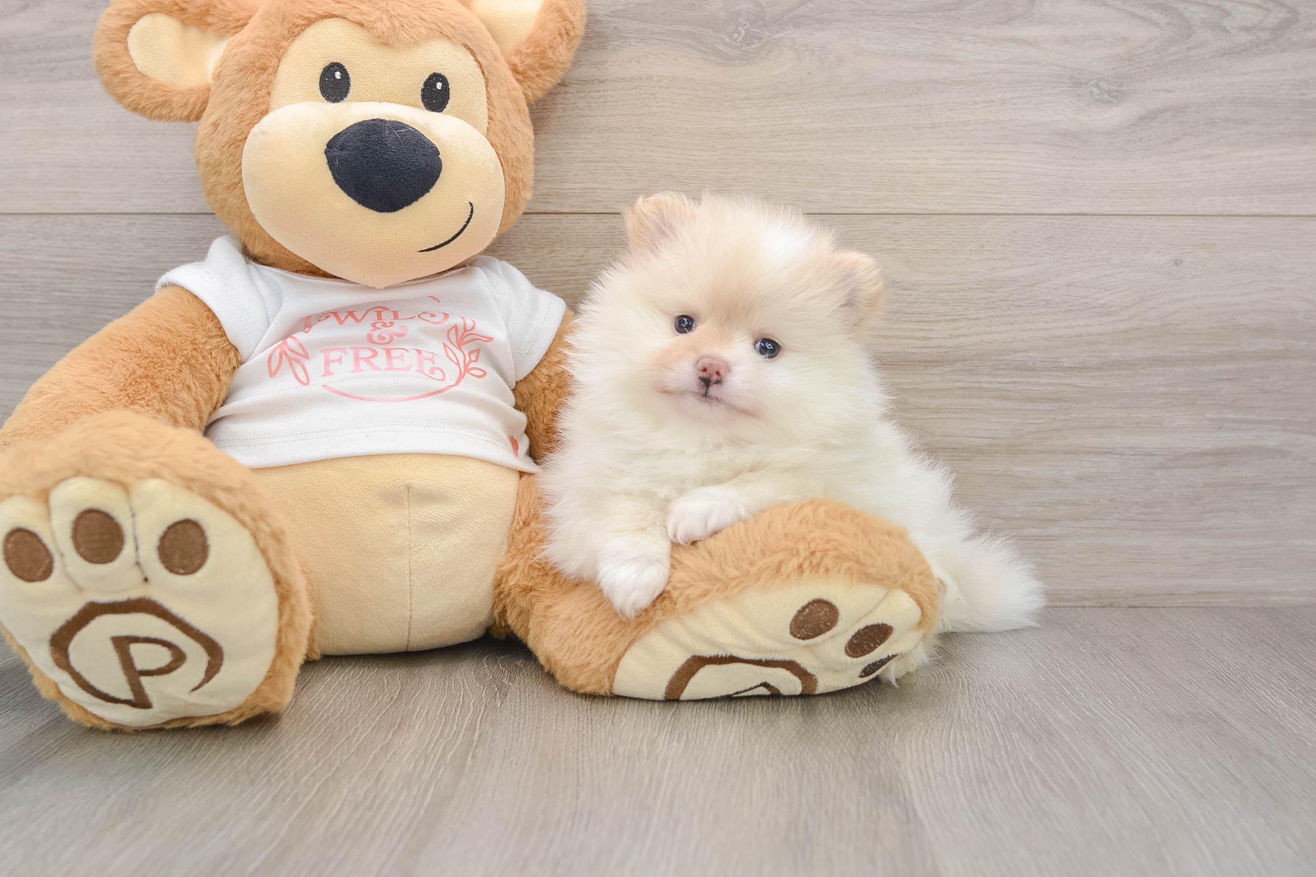 Popular Pomeranian Baby
