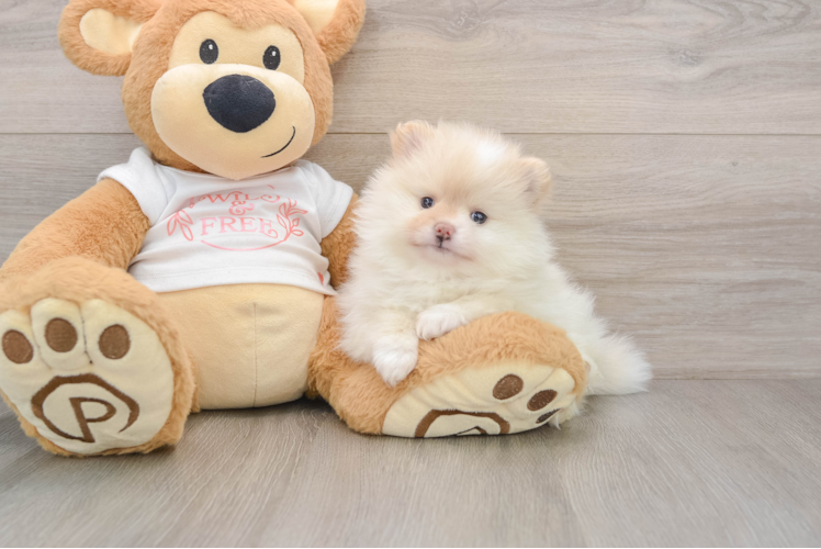 Popular Pomeranian Baby