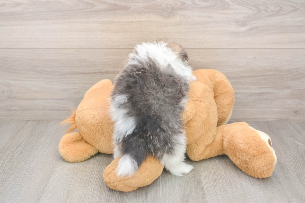 Pomeranian Pup Being Cute