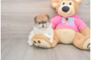 Little Pomeranian Purebred Pup