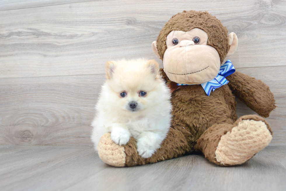 Best Pomeranian Baby