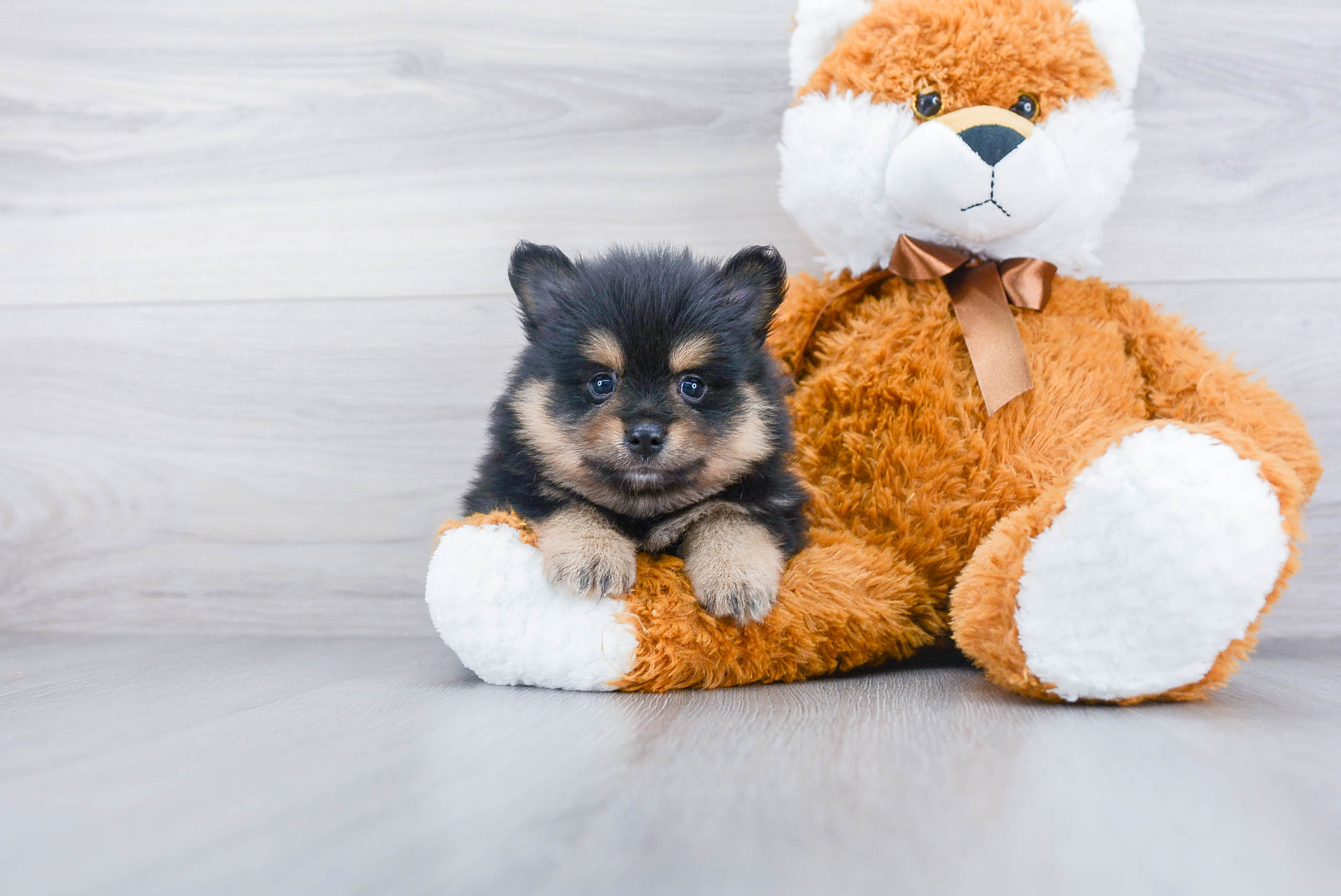 Hypoallergenic Pomeranian Baby