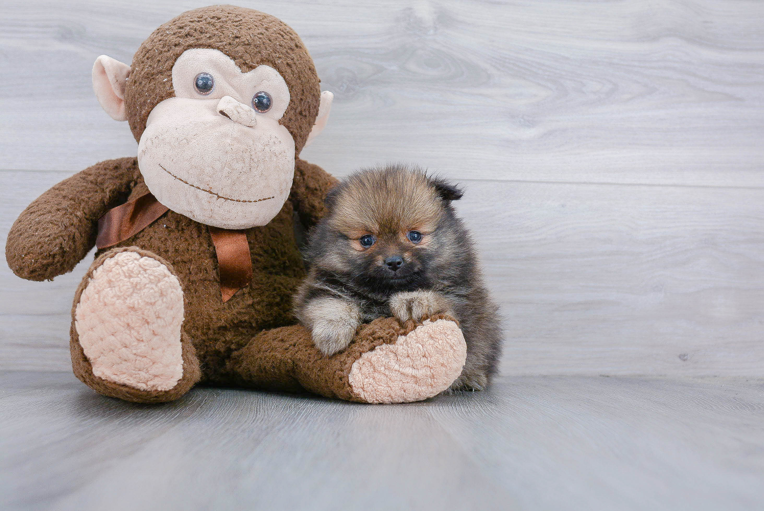 Funny Pomeranian Baby