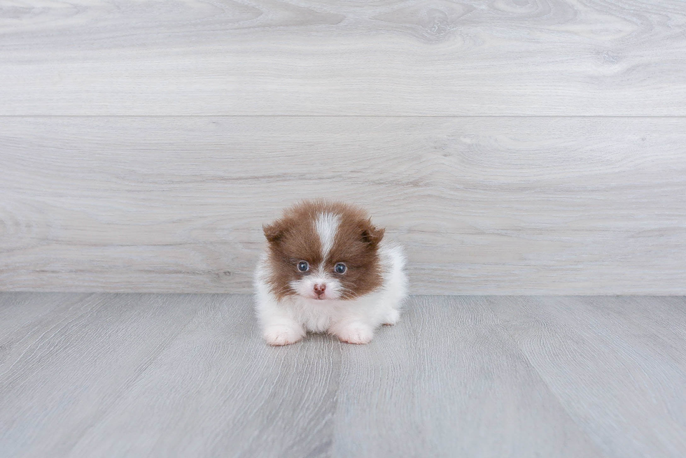 Fluffy Pomeranian Purebred Puppy