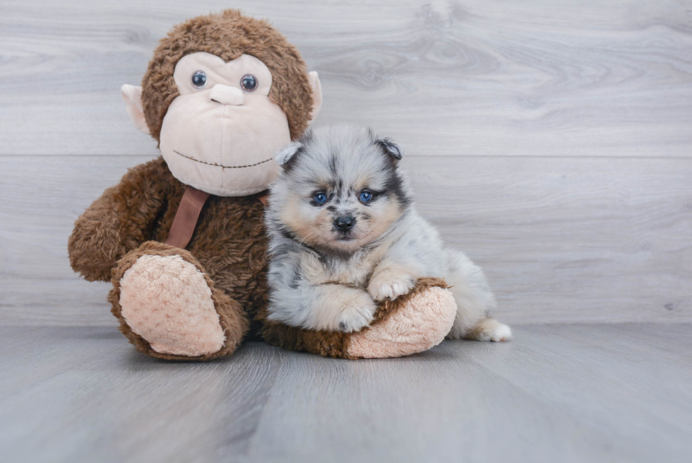 Cute Pomeranian Purebred Puppy