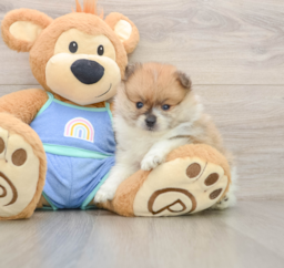7 week old Pomeranian Puppy For Sale - Premier Pups