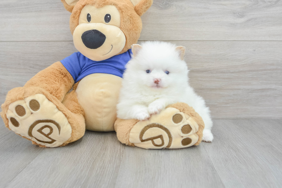 Best Pomeranian Baby