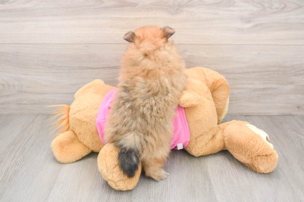 Playful Pomeranian Baby