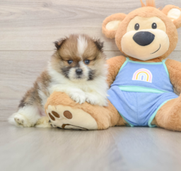 8 week old Pomeranian Puppy For Sale - Premier Pups