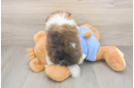 Funny Pomeranian Purebred Pup