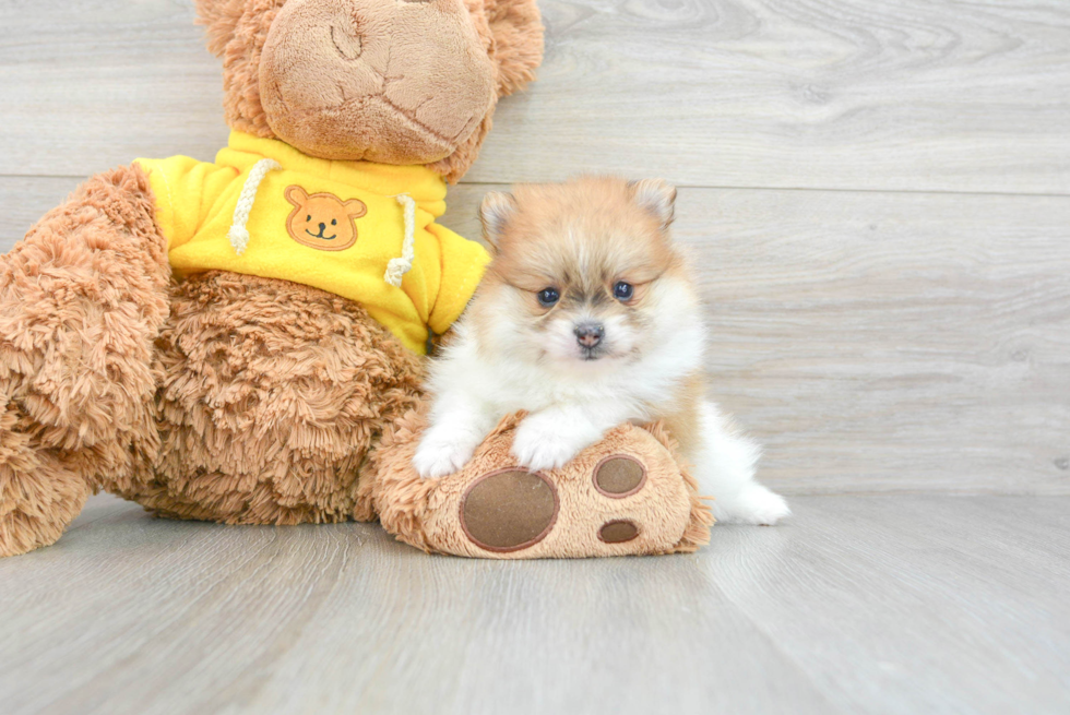Best Pomeranian Baby