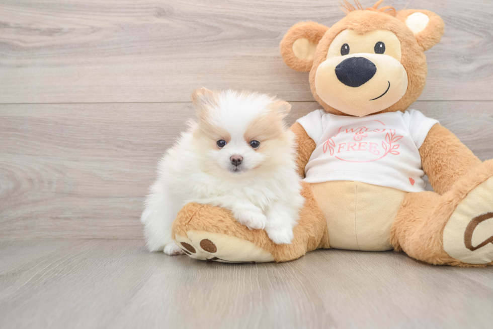 Pomeranian Puppy for Adoption