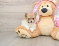10 week old Pomeranian Puppy For Sale - Premier Pups