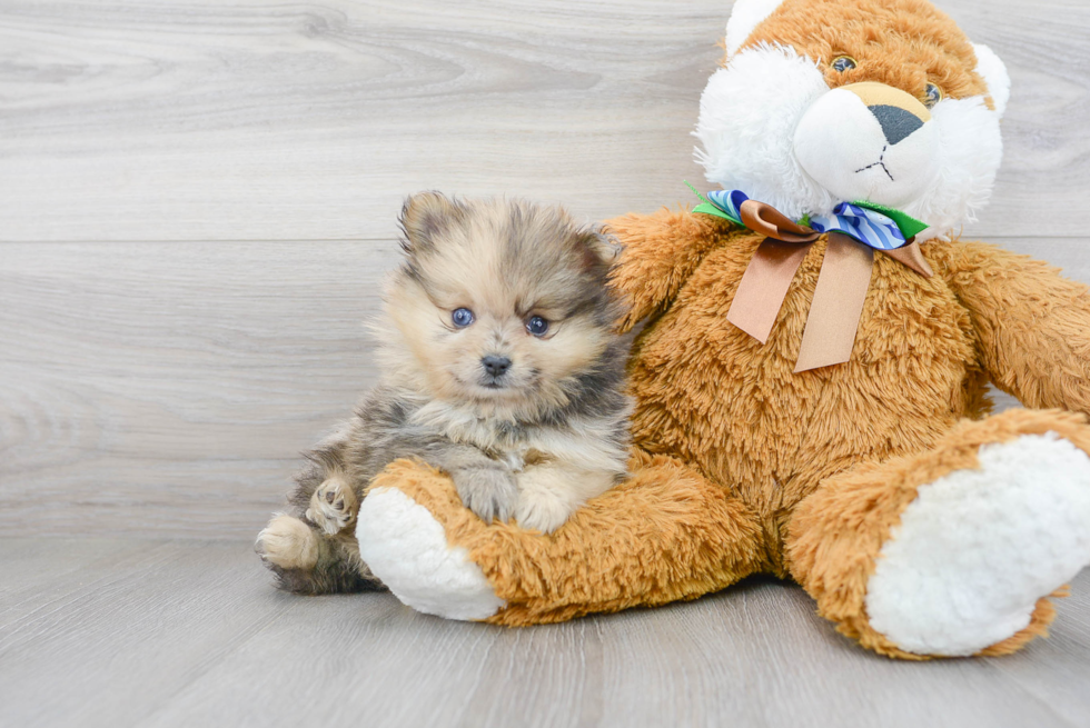 Pomeranian Pup Being Cute