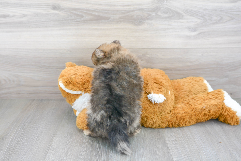 Pomeranian Pup Being Cute