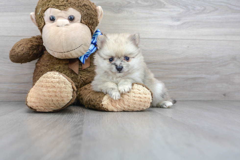 Funny Pomeranian Purebred Pup
