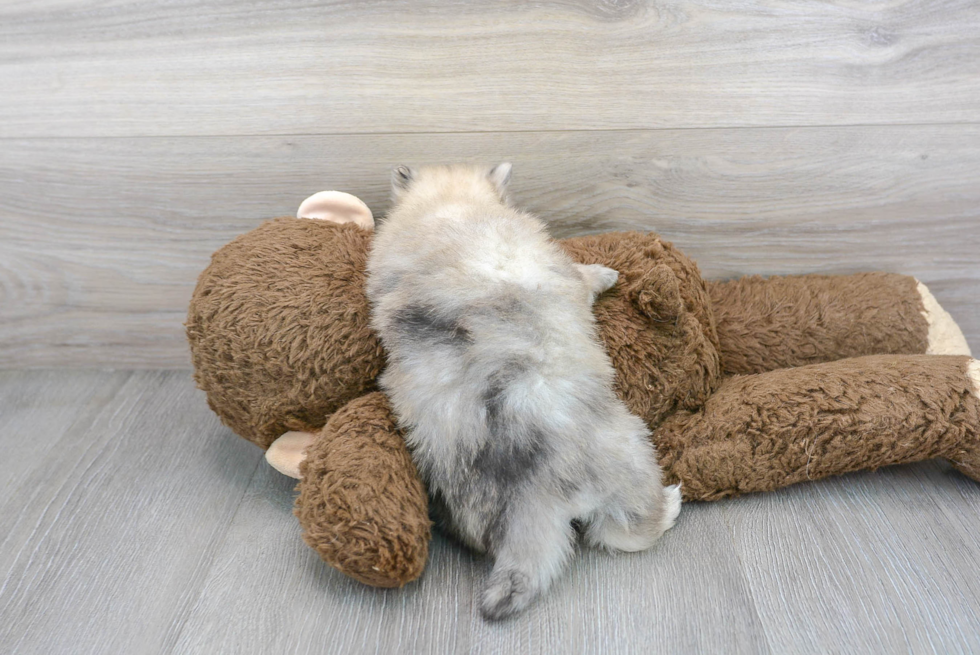 Best Pomeranian Baby