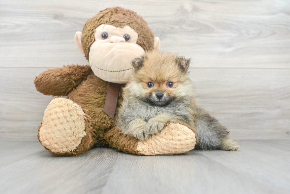 Happy Pomeranian Purebred Puppy