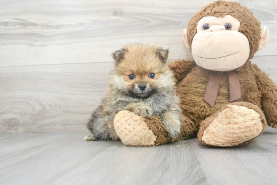 Akc Registered Pomeranian Purebred Pup