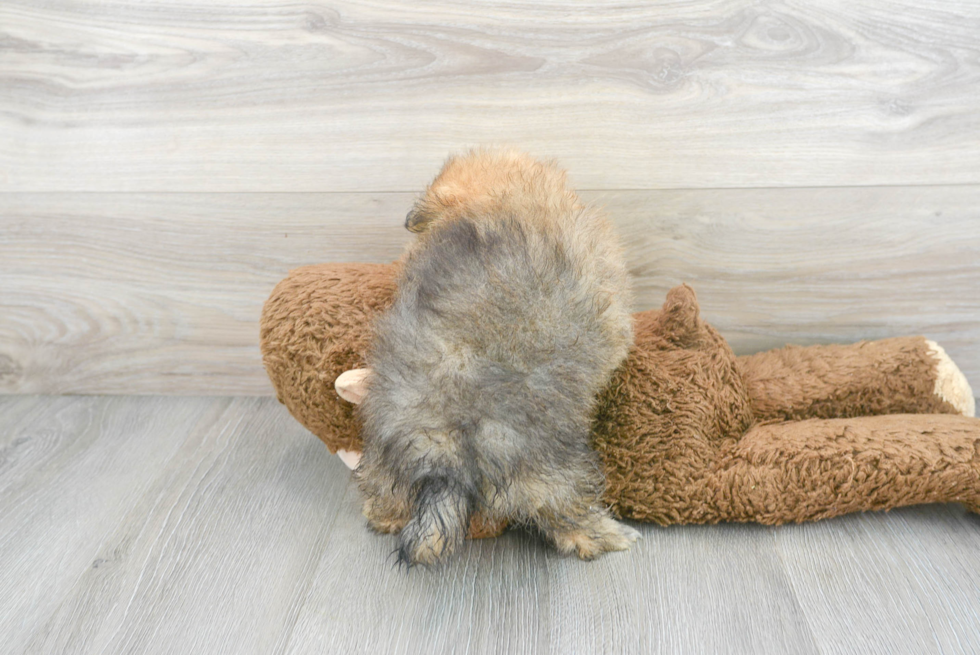 Pomeranian Pup Being Cute