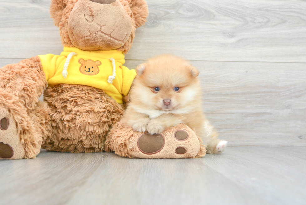 Cute Pomeranian Purebred Puppy