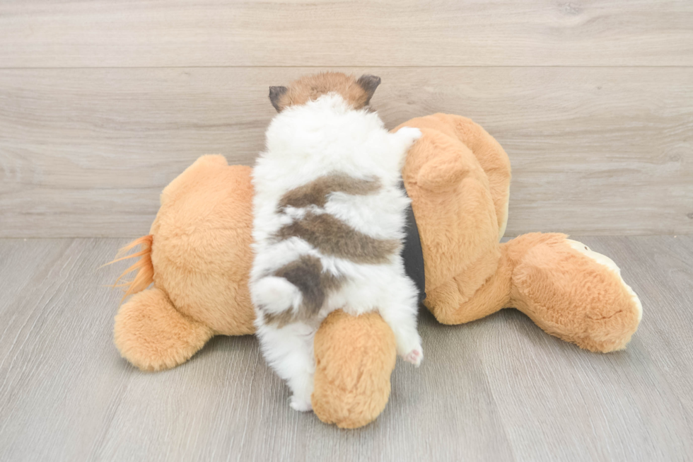 Akc Registered Pomeranian Purebred Pup