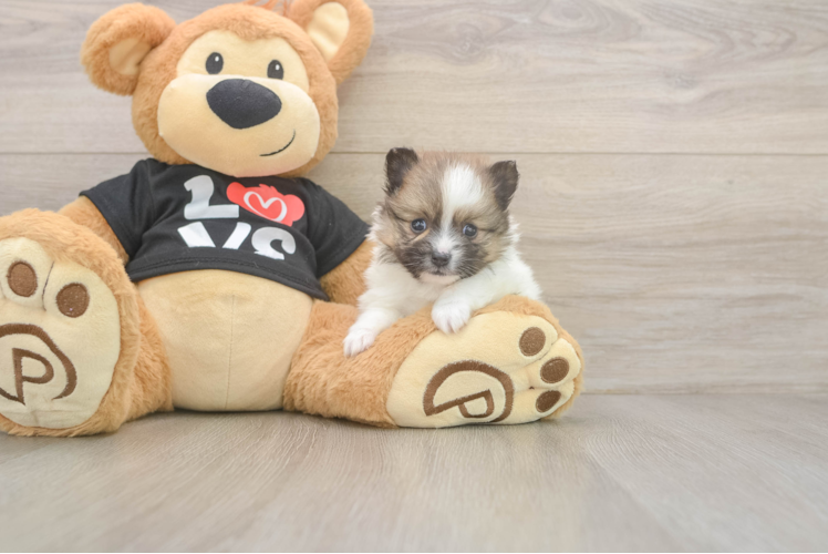 Pomeranian Pup Being Cute