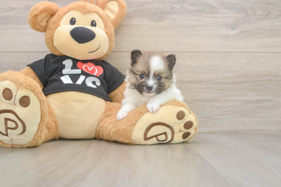 Pomeranian Pup Being Cute