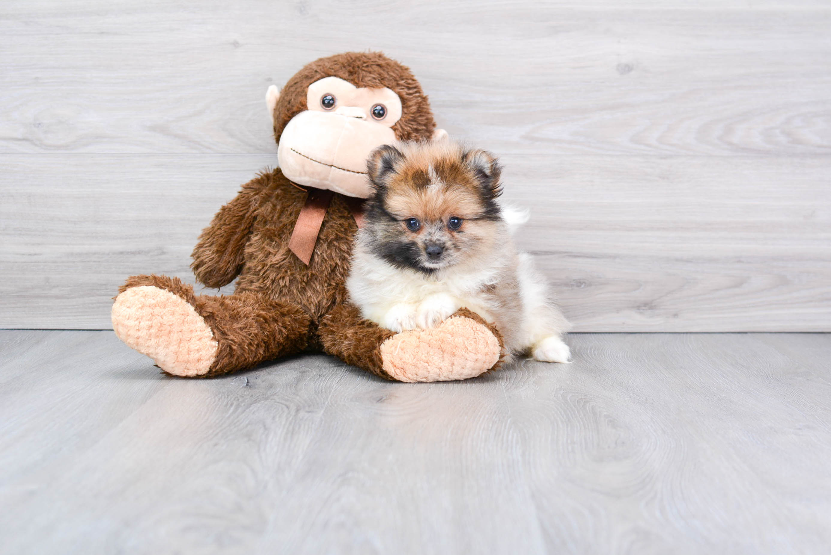 Pomeranian Puppy for Adoption
