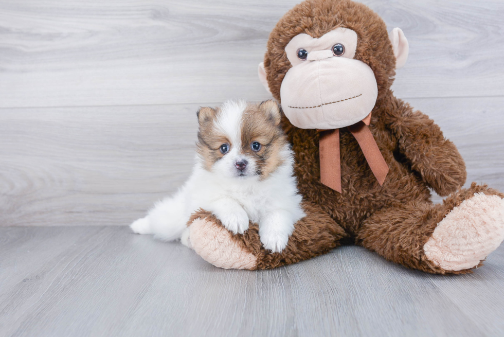 Sweet Pomeranian Purebred Puppy