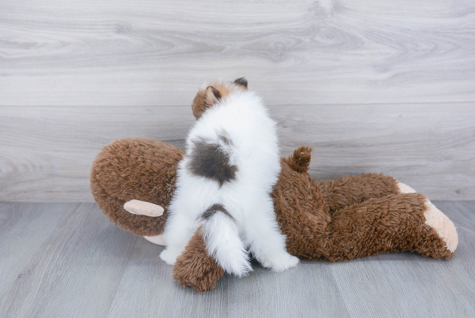 Energetic Pomeranian Purebred Puppy