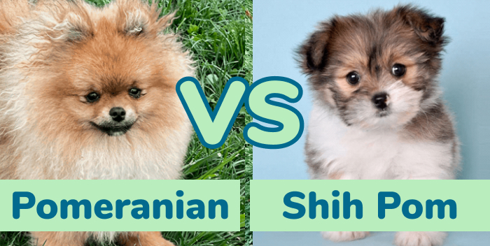 Pomeranian vs Shih Pom Comparison