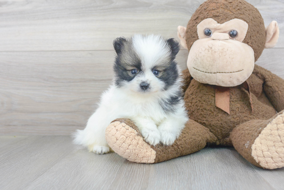 Little Pomeranian Baby