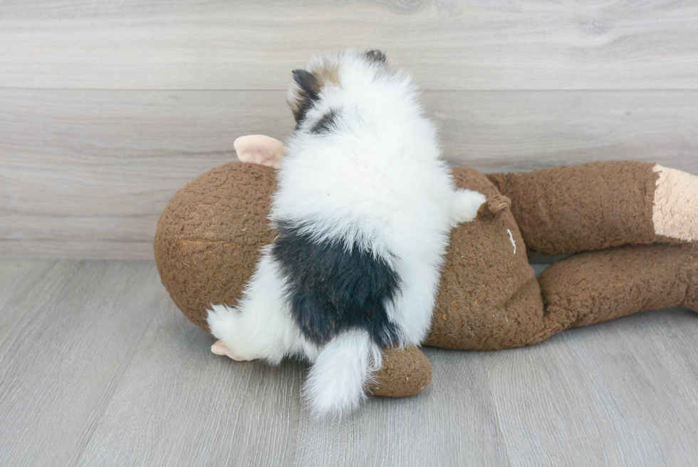 Akc Registered Pomeranian Baby